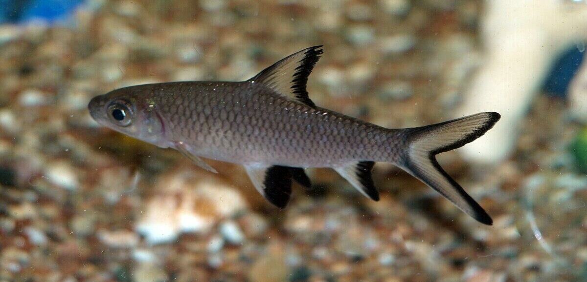Imagem do Peixe Bala
